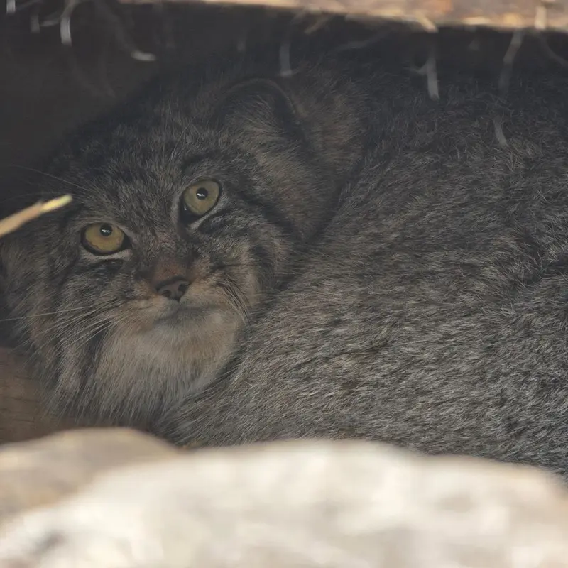 A photograph of a Pallas's cat