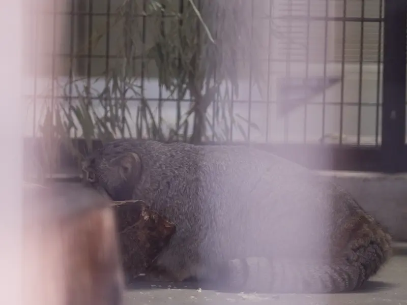 A photograph of Figa in Nogeyama Zoo