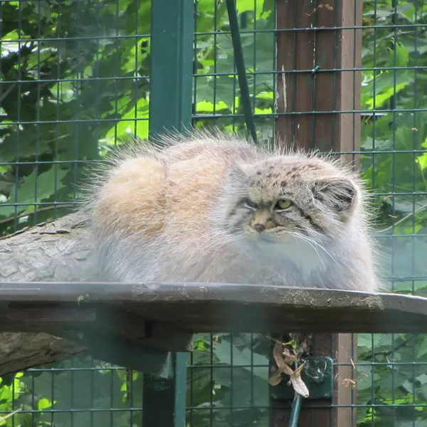 A photograph of Manni in Dessau Zoo
