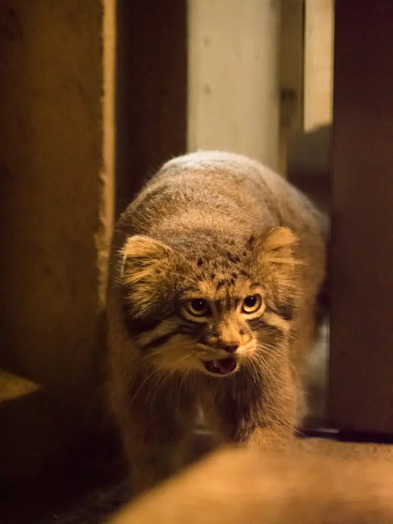 A photograph of Figa in Nogeyama Zoo