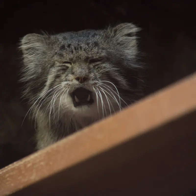 A photograph of Klyon in Ueno Zoological Gardens