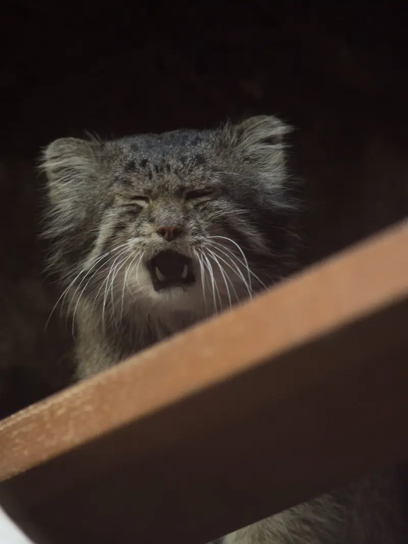 A photograph of Klyon in Ueno Zoological Gardens