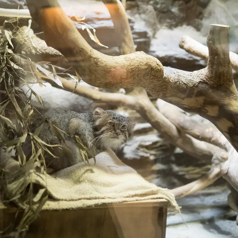 A photograph of Klyon in Ueno Zoological Gardens