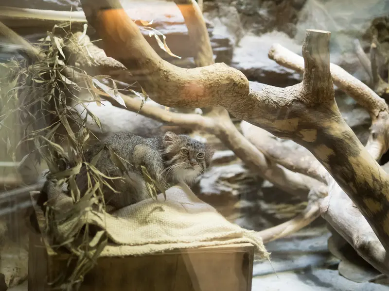 A photograph of Klyon in Ueno Zoological Gardens