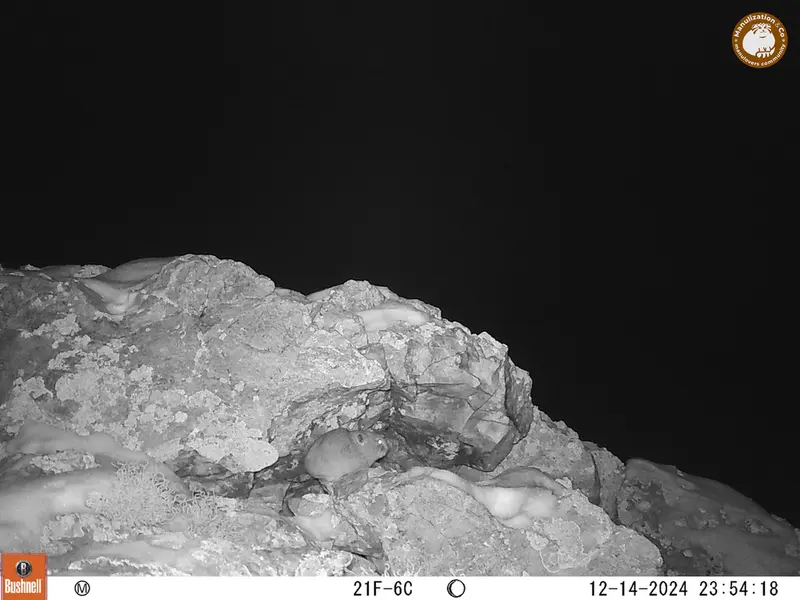 A photograph of Pika from Besshoky 1 camera trap