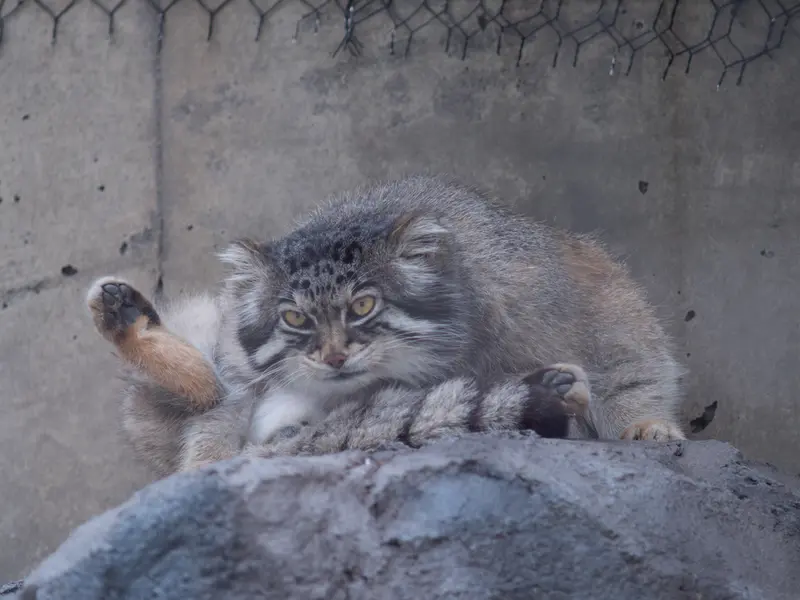 A photograph of Grusha in Asahiyama Zoo