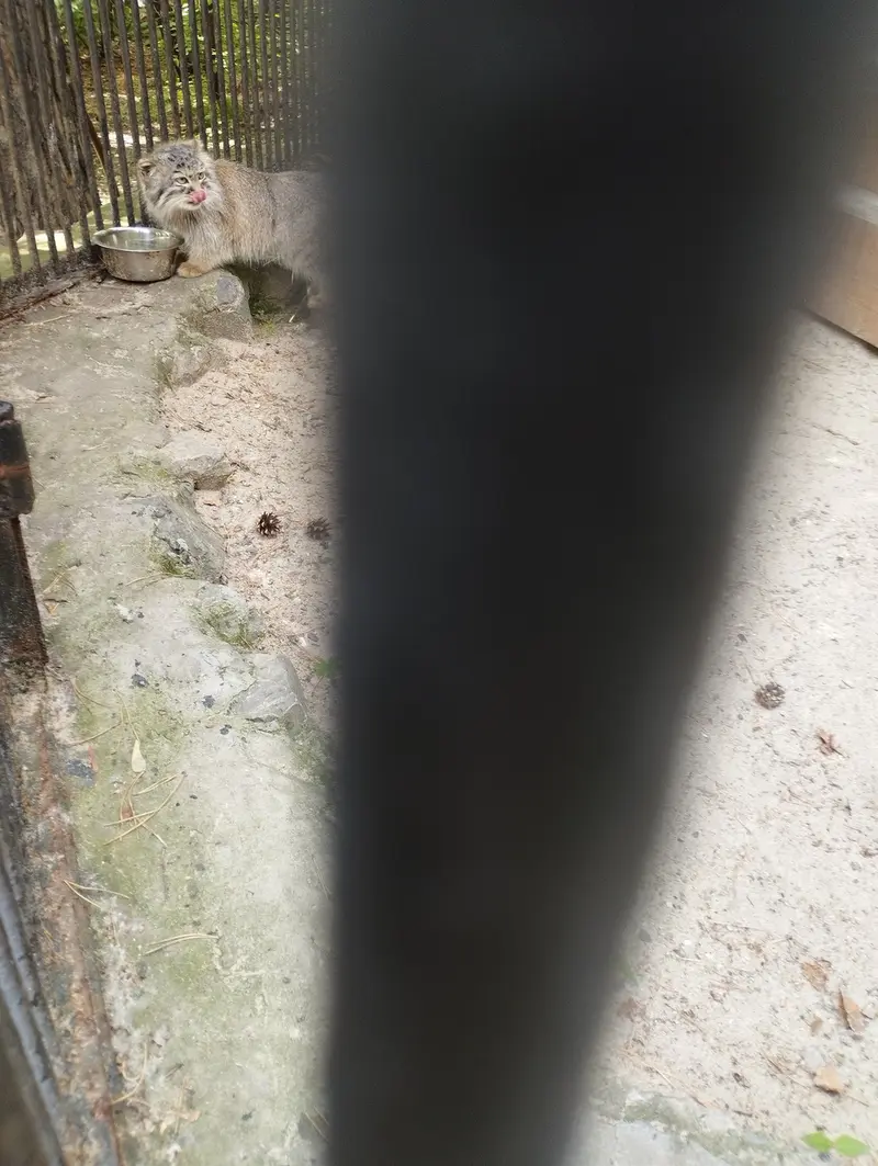 A photograph of a Pallas's cat in Novosibirsk Zoo