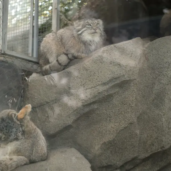 A photograph of Mei in Kobe Animal Kingdom
