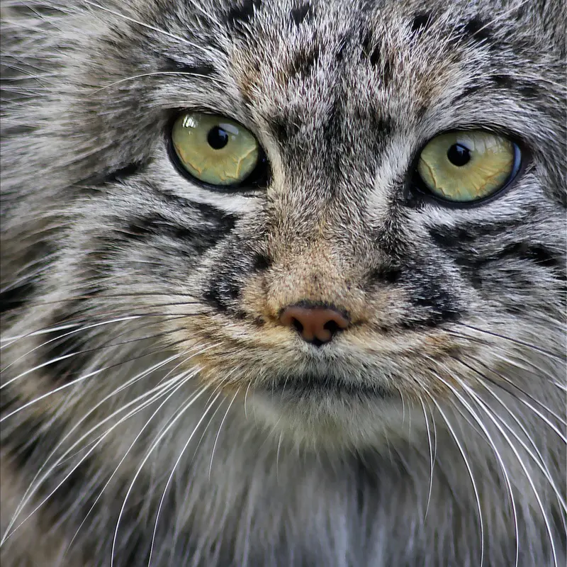 A photograph of Tula in The Big Cat Sanctuary