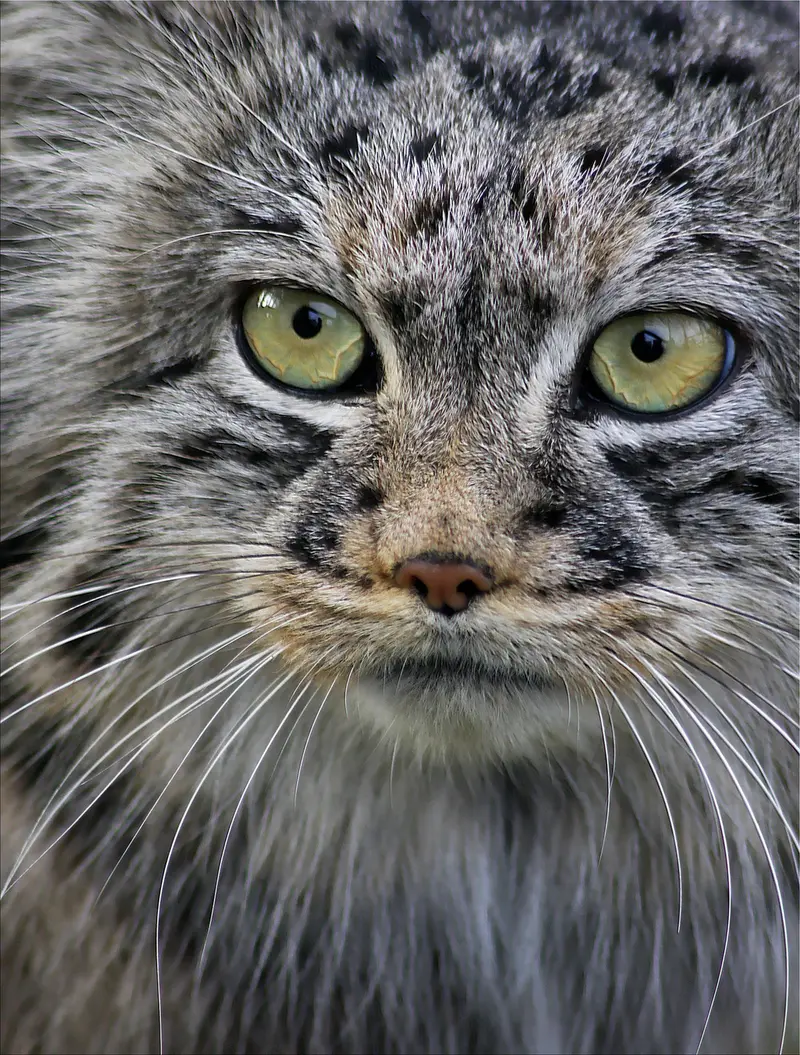 A photograph of Tula in The Big Cat Sanctuary