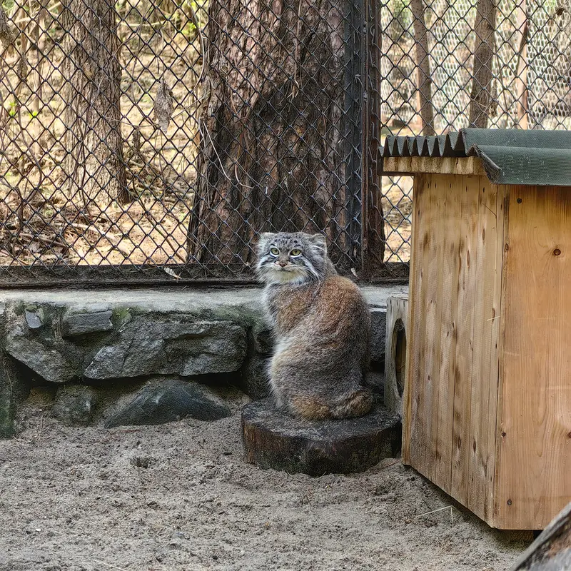 A photograph of Ruf in Novosibirsk Zoo
