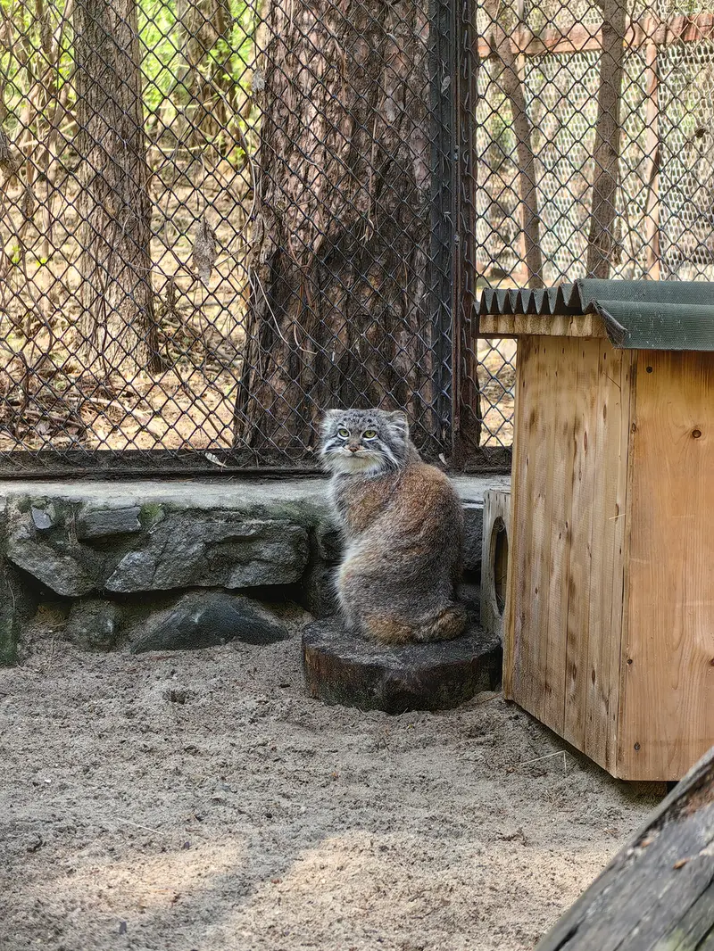 A photograph of Ruf in Novosibirsk Zoo