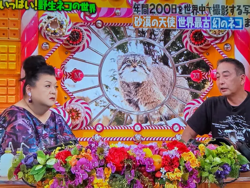 A photograph of a Pallas's cat