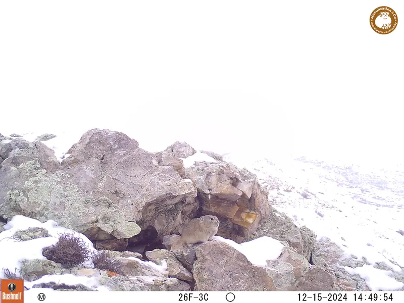 A photograph of Pika from Besshoky 1 camera trap