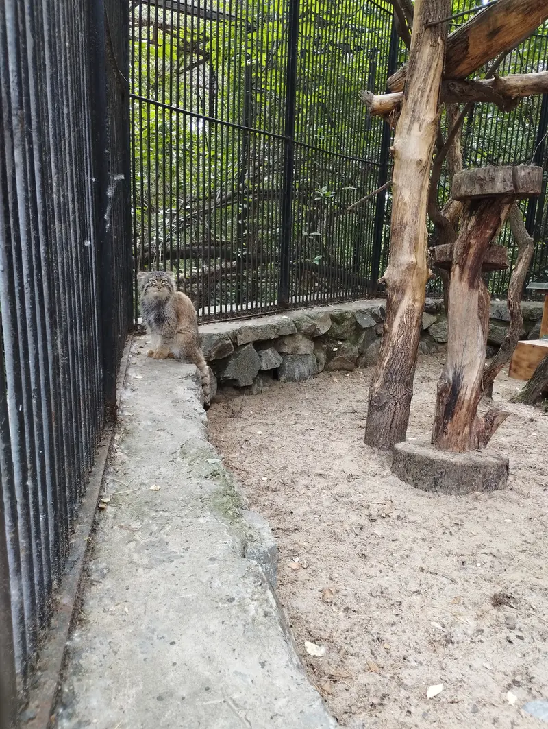 A photograph of a Pallas's cat in Novosibirsk Zoo