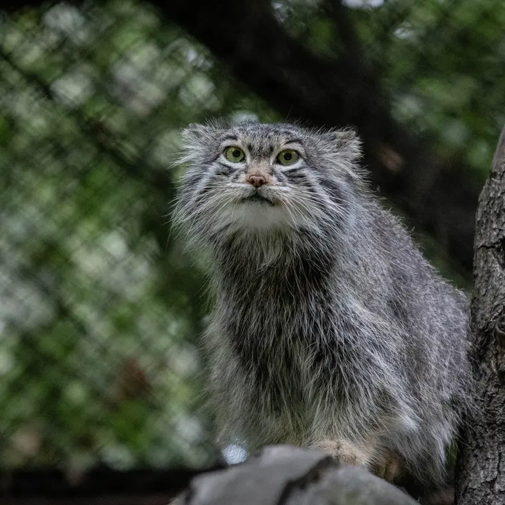 A photograph of Snezhinka in Novosibirsk Zoo
