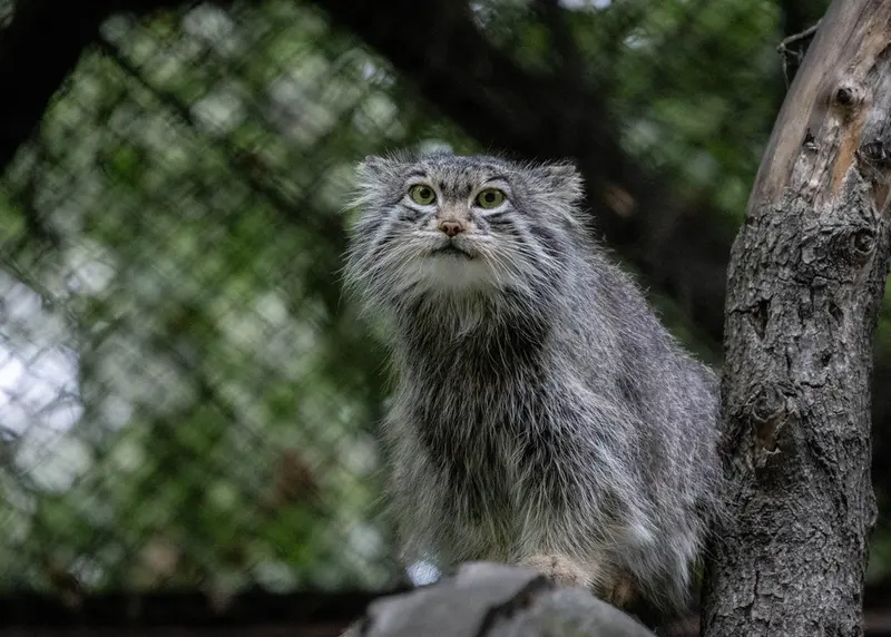 A photograph of Snezhinka in Novosibirsk Zoo