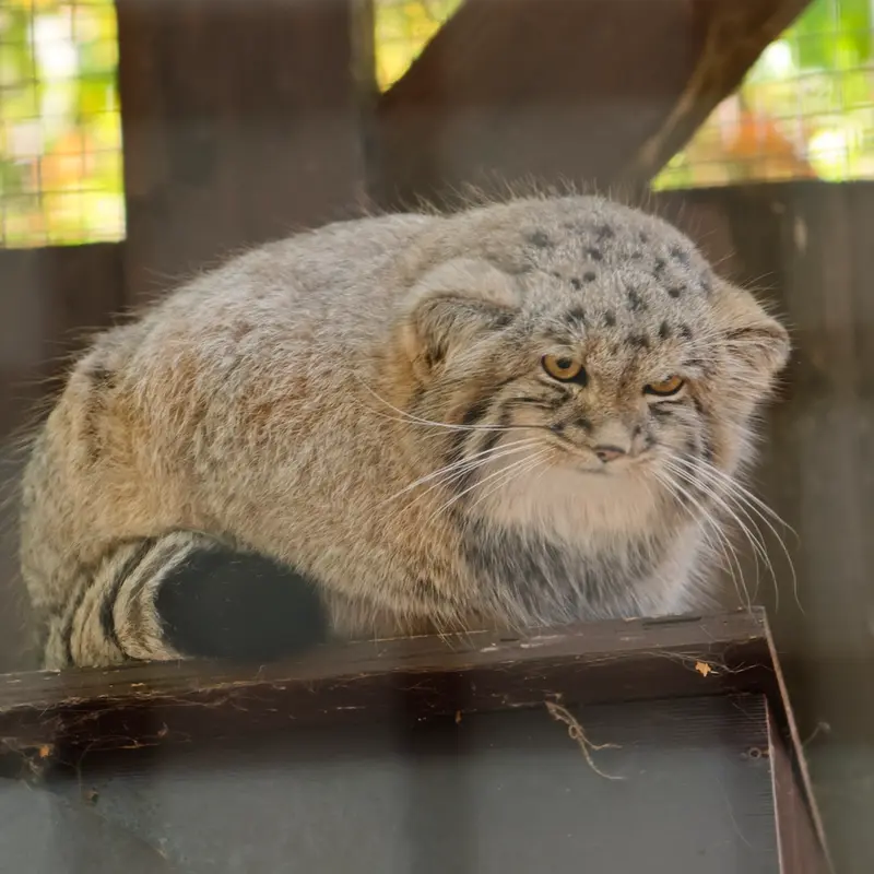 A photograph of Kitten of Alani b.2026 Ⅱ in Košice Zoo