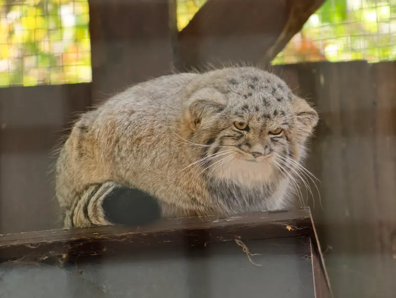 A photograph of Kitten of Alani b.2026 Ⅱ in Košice Zoo