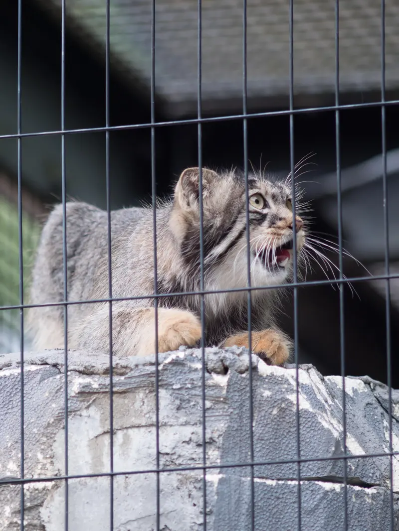 A photograph of Hide in Asahiyama Zoo