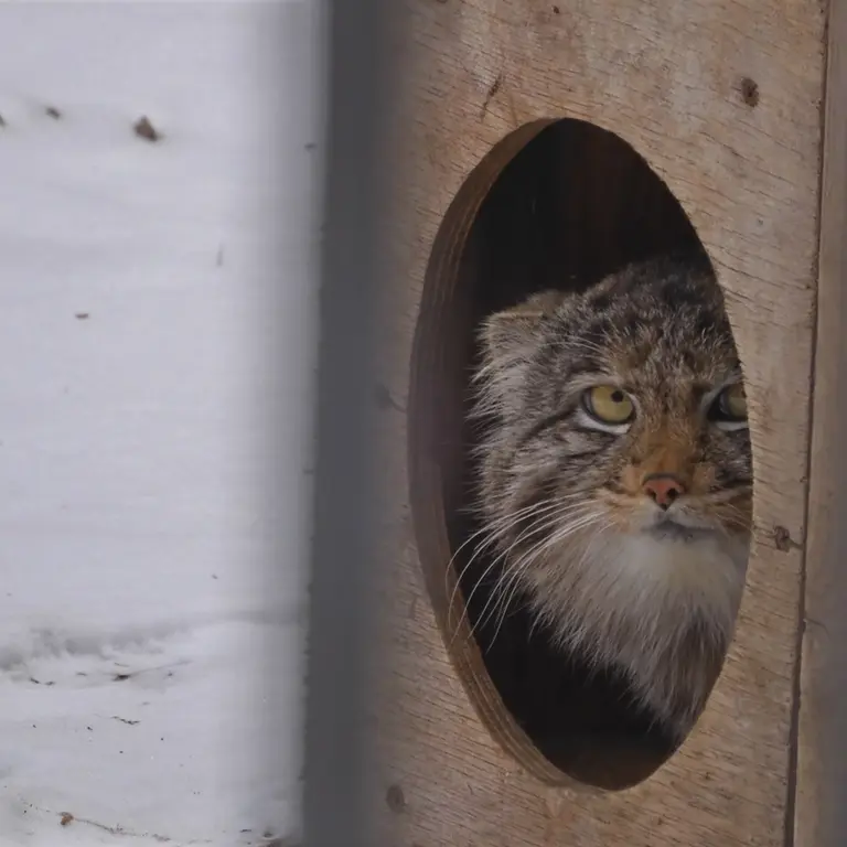 A photograph of Grey in Novosibirsk Zoo
