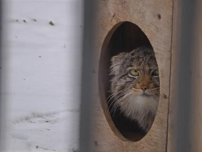 A photograph of Grey in Novosibirsk Zoo