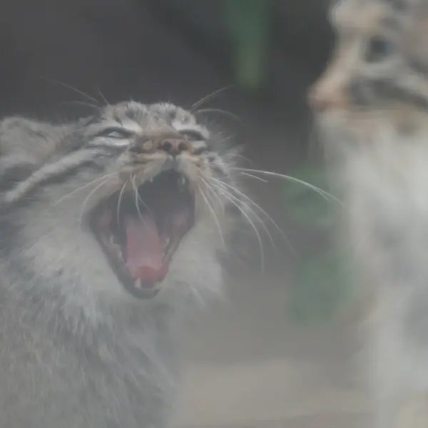 A photograph of Mei in Kobe Animal Kingdom