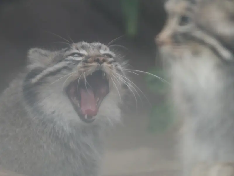 A photograph of Az and Mei in Kobe Animal Kingdom