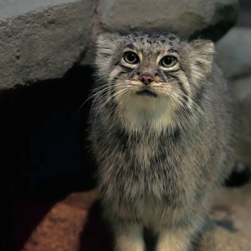 A photograph of Az in Kobe Animal Kingdom