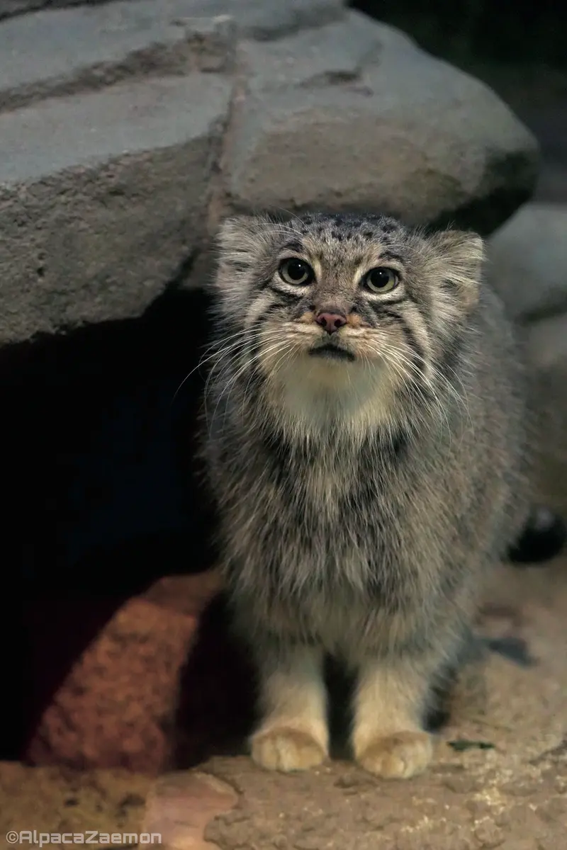 A photograph of Az in Kobe Animal Kingdom