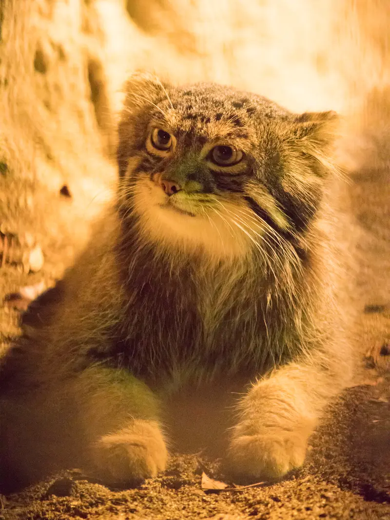 A photograph of Figa in Nogeyama Zoo
