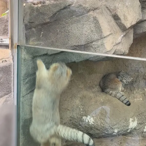 A photograph of San in Kobe Animal Kingdom