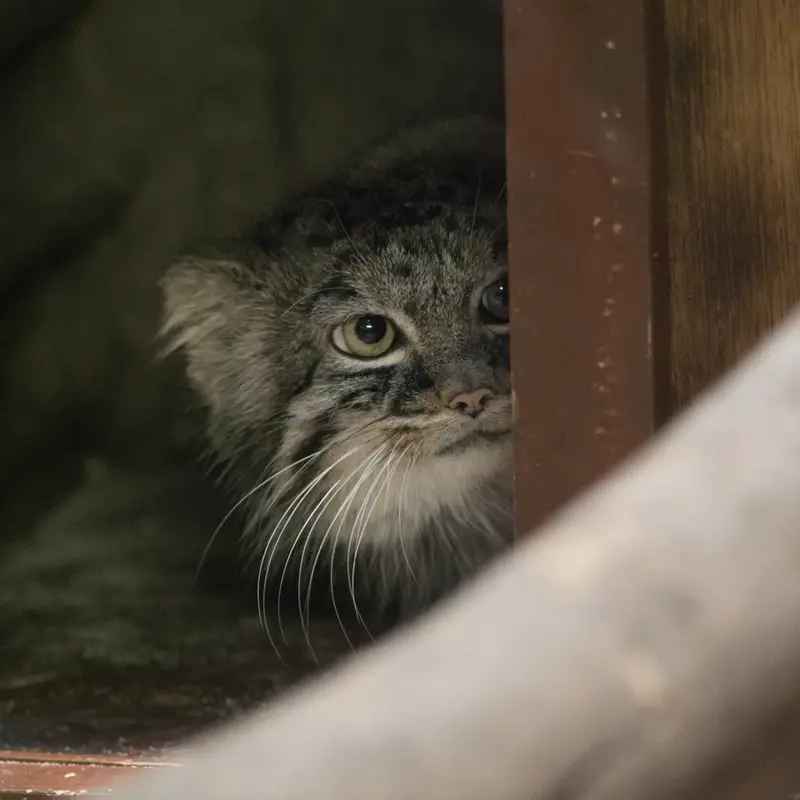 A photograph of Shafran in Ueno Zoological Gardens