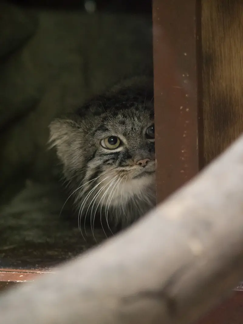 A photograph of Shafran in Ueno Zoological Gardens