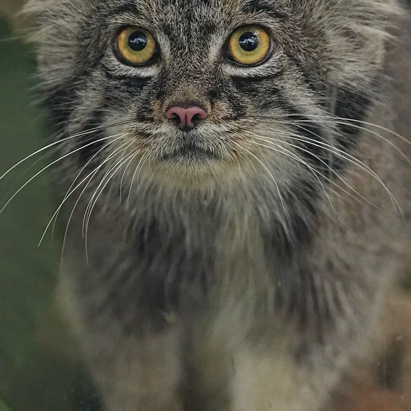 A photograph of Nar in Kobe Animal Kingdom