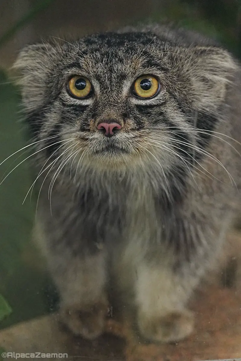 A photograph of Nar in Kobe Animal Kingdom