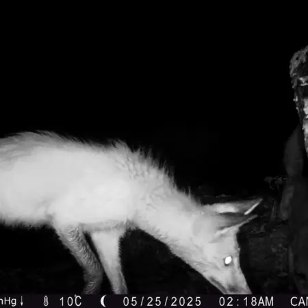 A photograph of Red fox from Zhundy 2 [new] camera trap