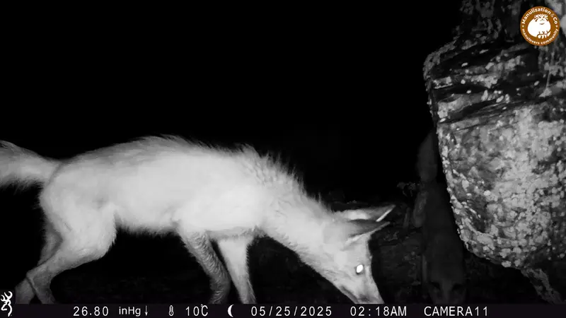 A photograph of Red fox from Zhundy 2 [new] camera trap