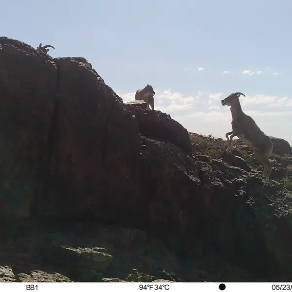 A photograph of Argali from Aktas-Kunkora camera trap