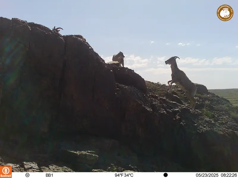 A photograph of Argali from Aktas-Kunkora camera trap