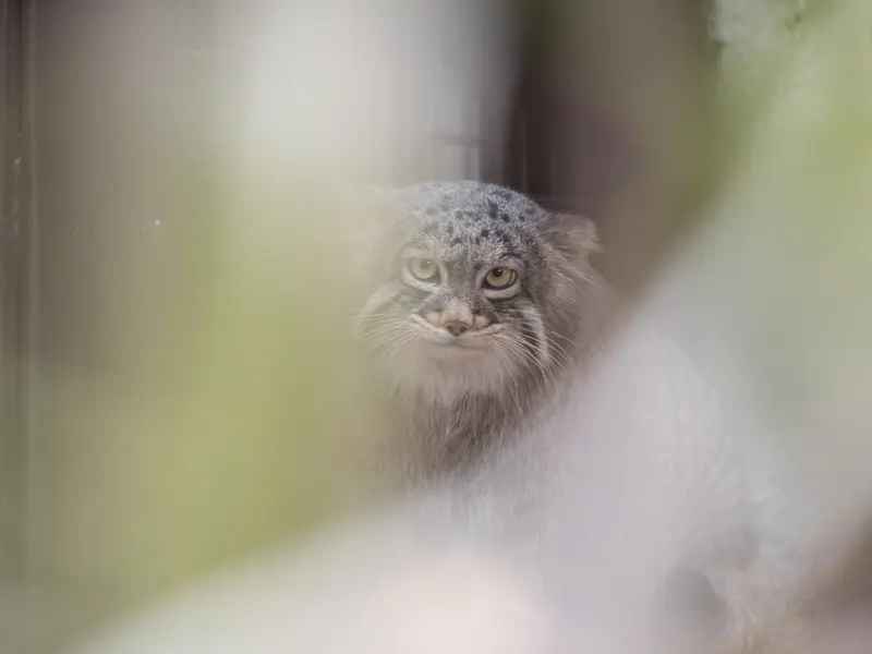 A photograph of Figa in Nogeyama Zoo