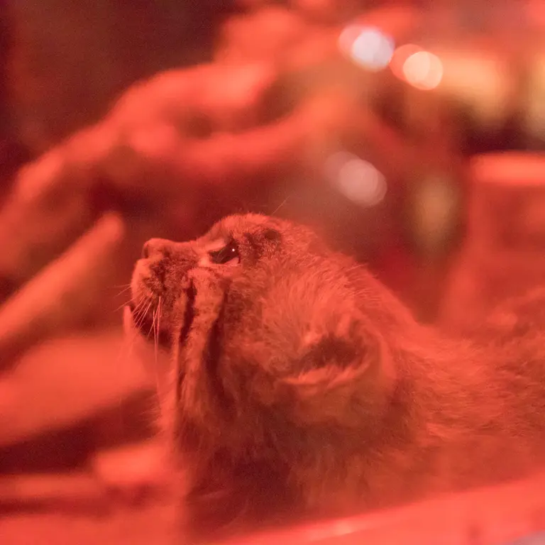 A photograph of Naim in Ueno Zoological Gardens