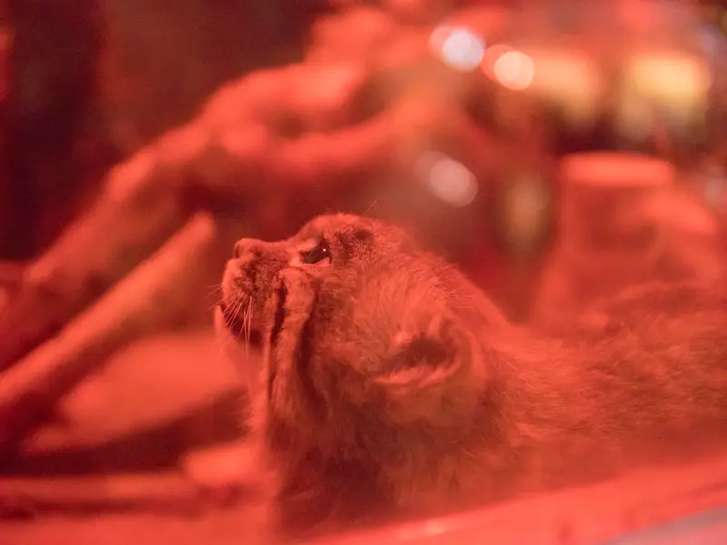 A photograph of Naim in Ueno Zoological Gardens