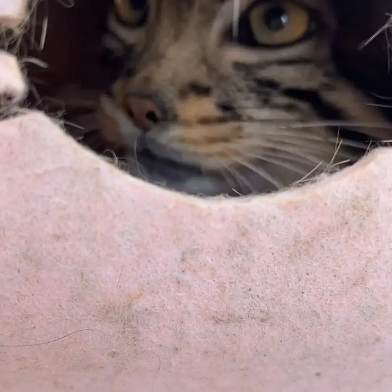 A photograph of a Pallas's cat in Qinghai-Tibet Plateau Wildlife Zoo