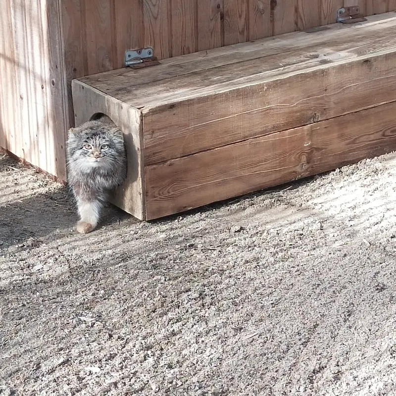 A photograph of a Pallas's cat in Novosibirsk Zoo