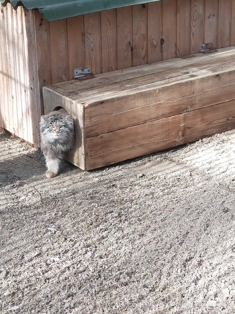 A photograph of a Pallas's cat in Novosibirsk Zoo