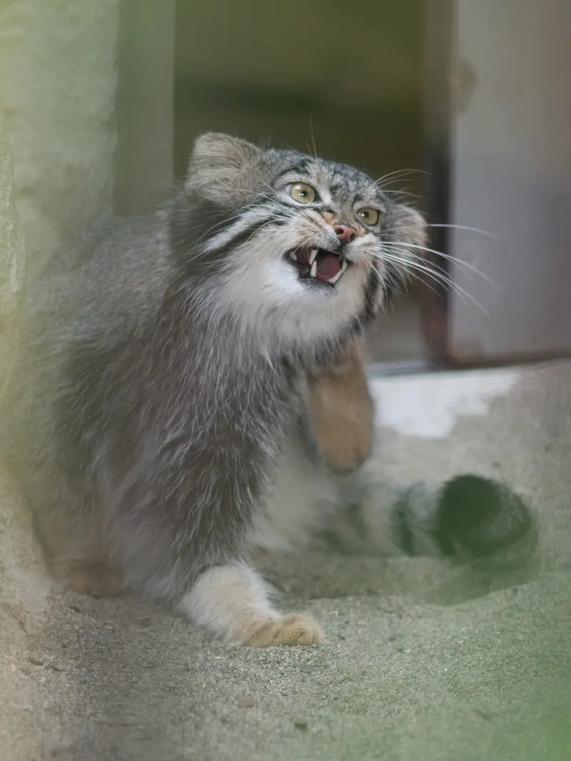 A photograph of Figa in Nogeyama Zoo