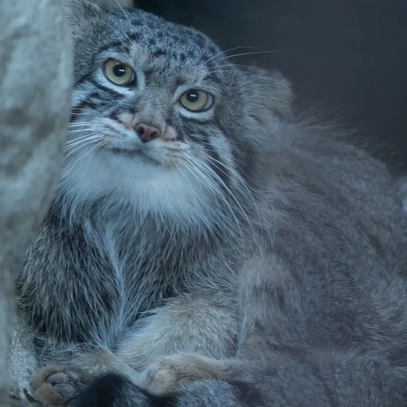 A photograph of Figa in Nogeyama Zoo