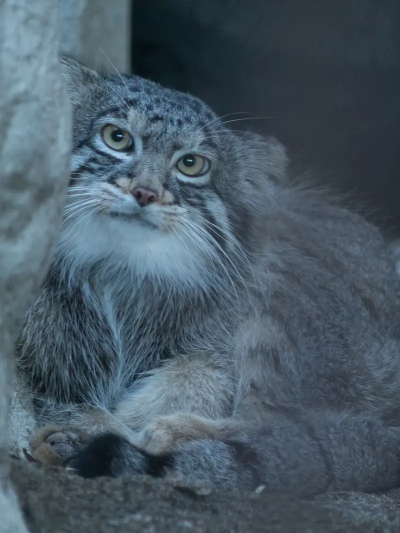 A photograph of Figa in Nogeyama Zoo