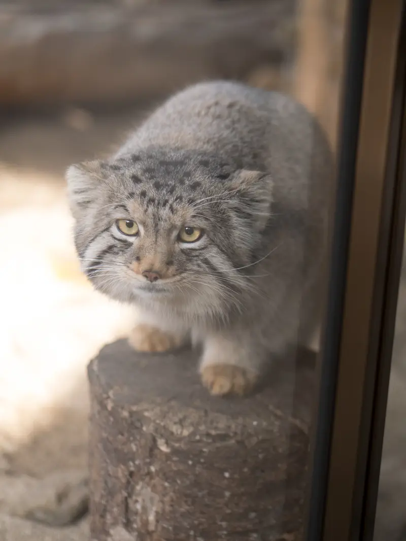 A photograph of Nagomu in Nasu Animal Kingdom